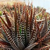 Haworthia fasciata BB45